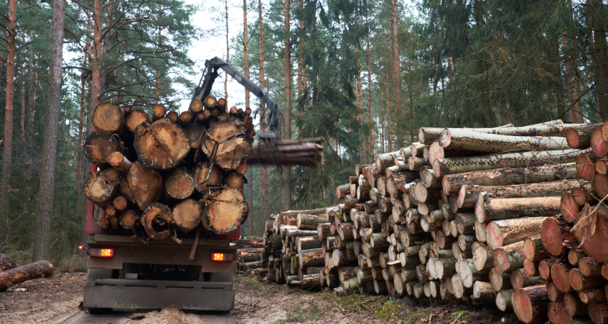 Timberland and Standing Timber Sales in Virginia